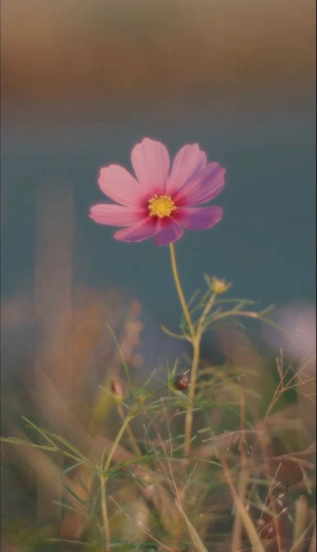 レンズ(単焦点) Meyer Optik Gorlitz Primoplan75mmF1.9 II