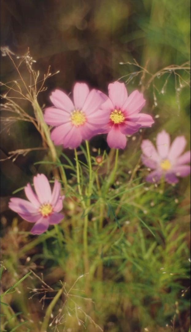 レンズ(単焦点) Meyer Optik Gorlitz Primoplan75mmF1.9 II