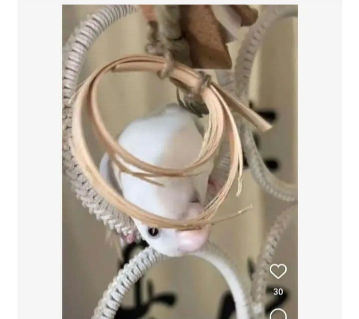 v99　自然素材　ハミハミ吊り下げおもちゃ　文鳥　インコ　バードトイ　バルサ