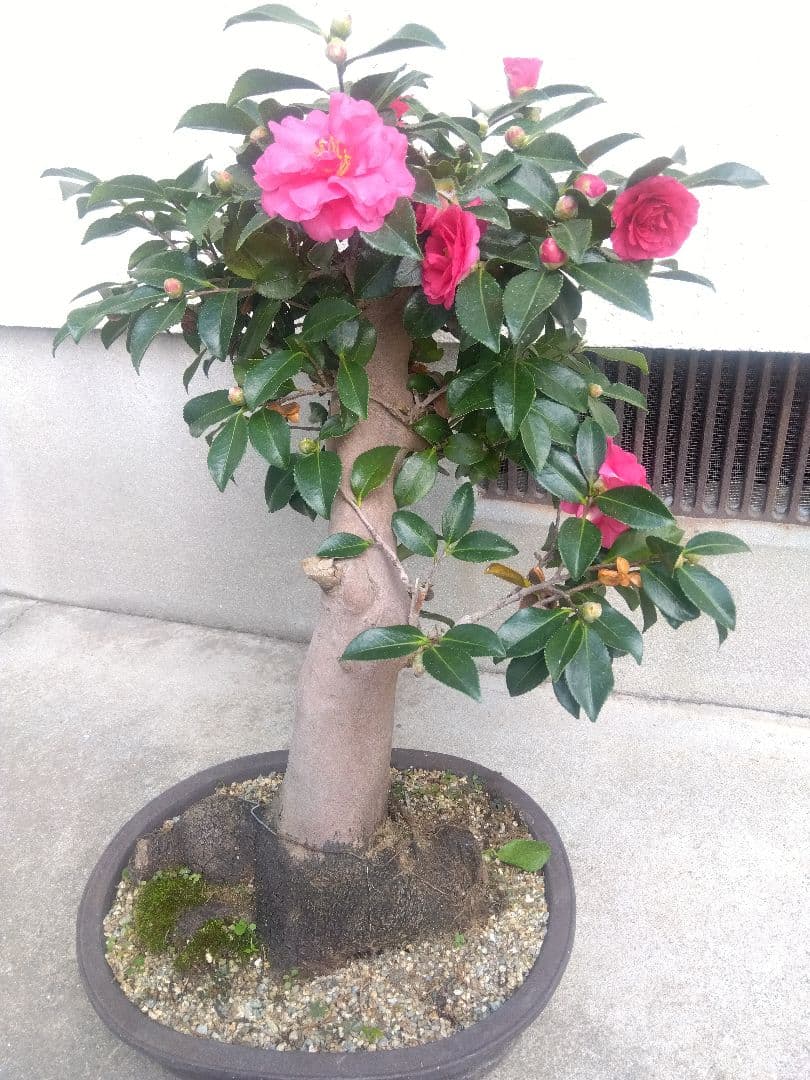 サザンカ　山茶花　盆栽　11号陶器鉢　幹太❗　①