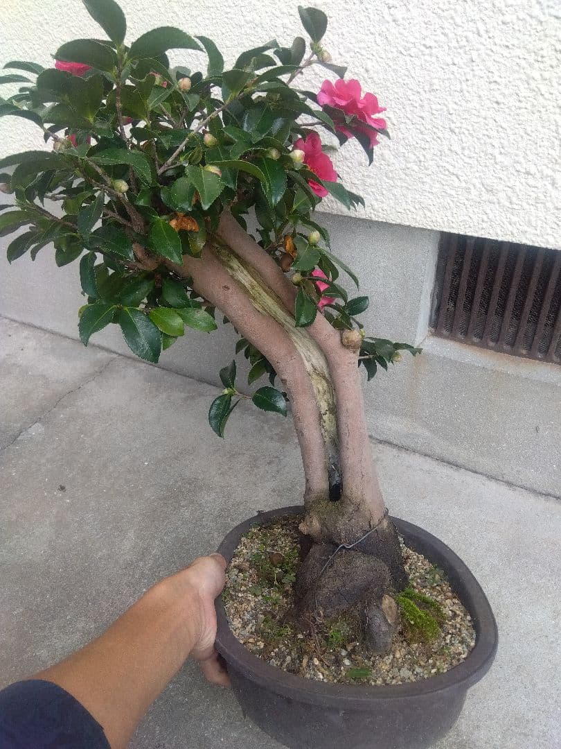 サザンカ　山茶花　盆栽　11号陶器鉢　幹太❗　①
