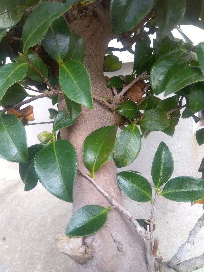 サザンカ　山茶花　盆栽　11号陶器鉢　幹太❗　①