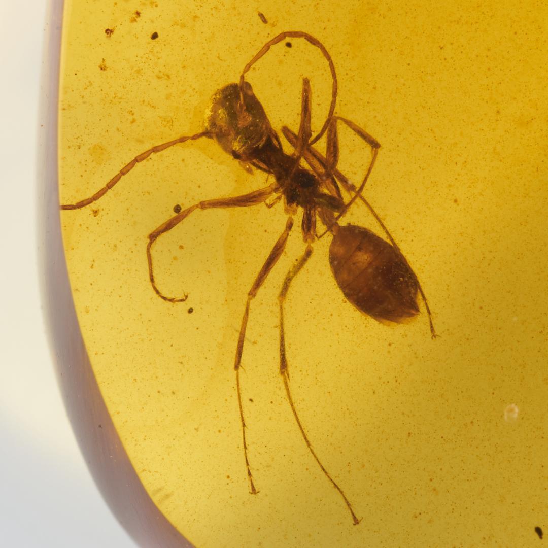 レア極上品 PA111虫入り琥珀化石　ミャンマーカムティかタナイ9900万年前