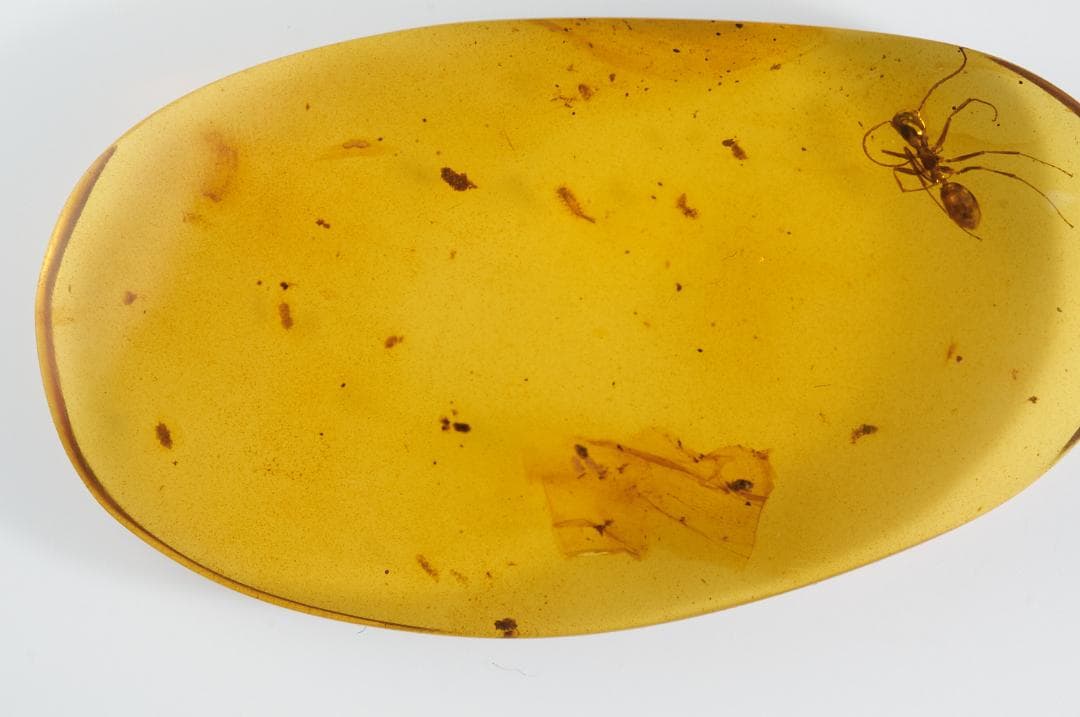 レア極上品 PA111虫入り琥珀化石　ミャンマーカムティかタナイ9900万年前