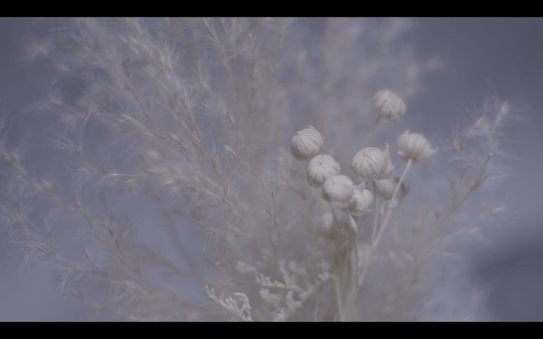 レンズ(単焦点) Carl Zeiss jena pancolar 50mm f1.8 m42