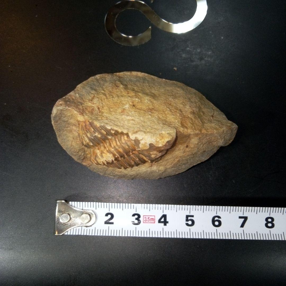 三葉虫　化石　fossil　ボリビア産　レア　Fossil管理⑦