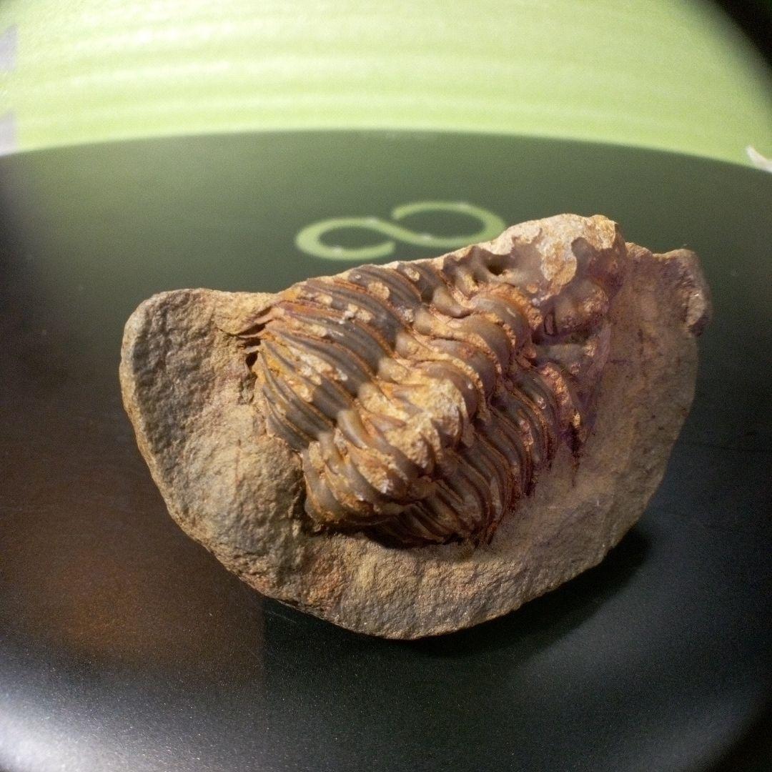 三葉虫　化石　fossil　ボリビア産　レア　Fossil管理⑦