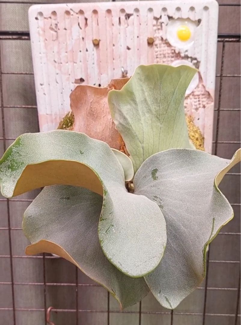 P.Pink Princess sporelingピンクプリンセス　スポア株