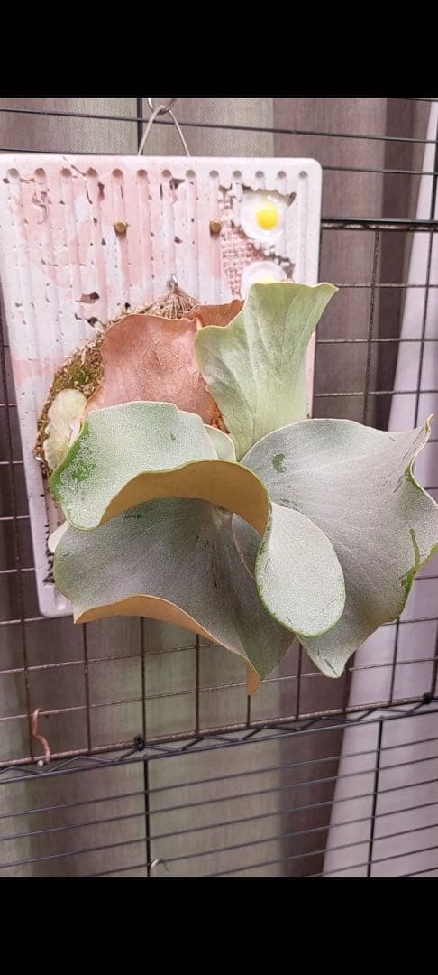 P.Pink Princess sporelingピンクプリンセス　スポア株