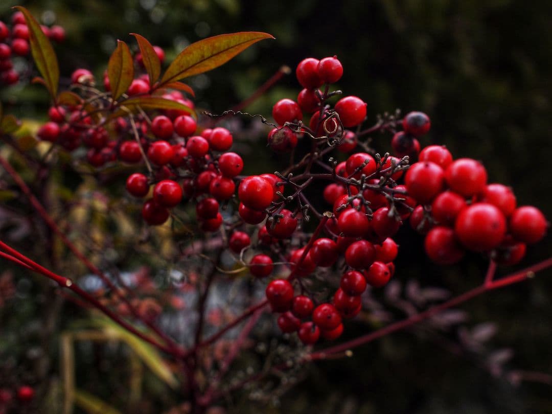 美品 OLYMPUS PEN mini E-PM1 シルバー