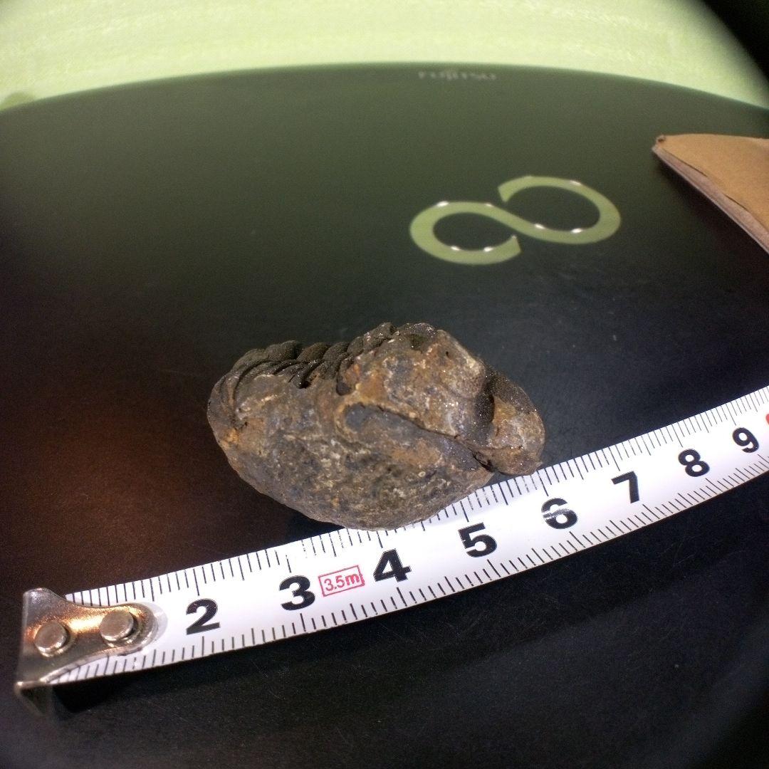 三葉虫　化石　ボリビア産　南アメリカ　trilobite　南米産fossil⑤