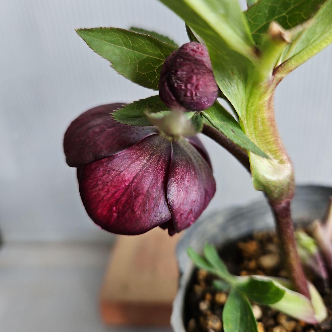 nile様ご購入苗㉕-215クリスマスローズ