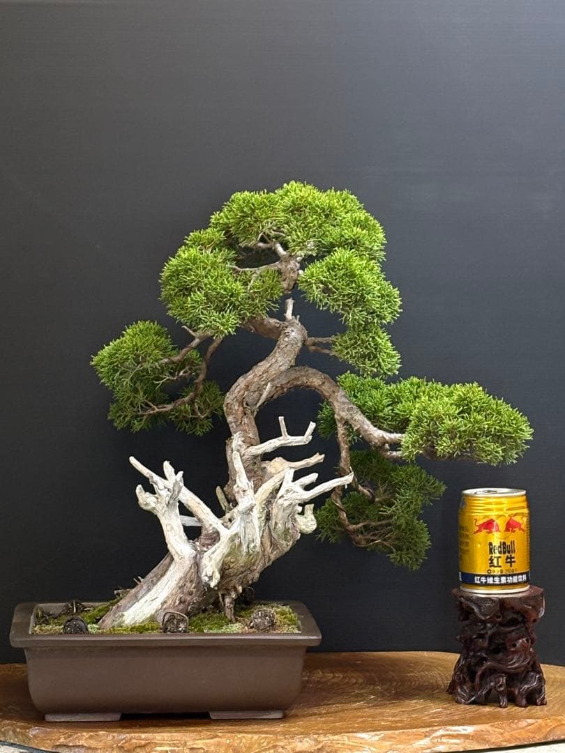 [盆栽]真柏/模様木