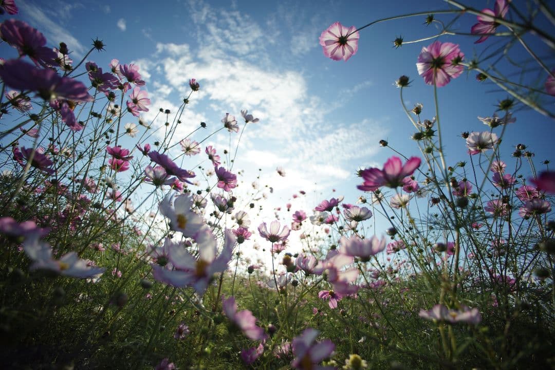 【タムさま専用】TAMRON SP 17mm f/3.5 レンズ EOS EF