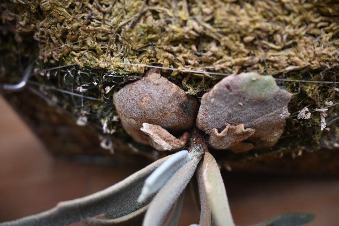 ビカクシダ　willinckii dwarf