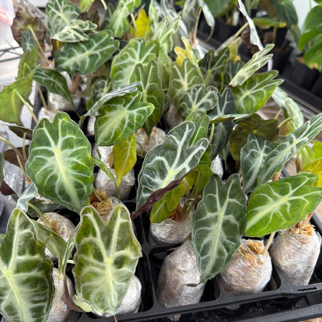 アロカシア ヴェノム Alocasia 'Venom' s50、m50