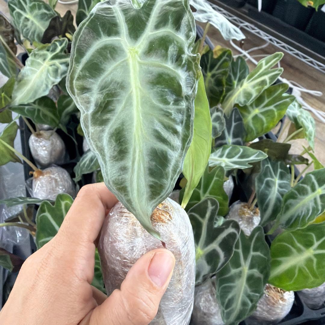アロカシア ヴェノム Alocasia 'Venom' s50、m50