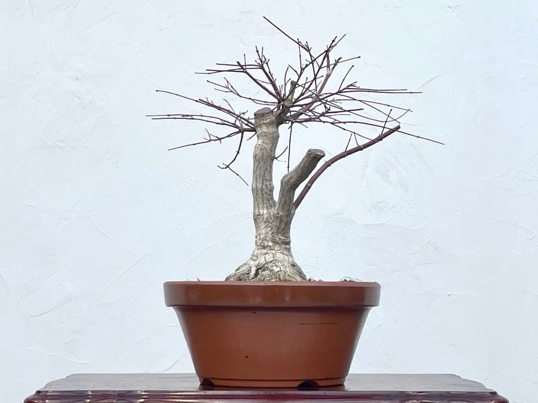 三河盆栽　デショウジョウ　出猩々　人気品種　赤系紅葉　モミジ　紅葉　根張り　素材