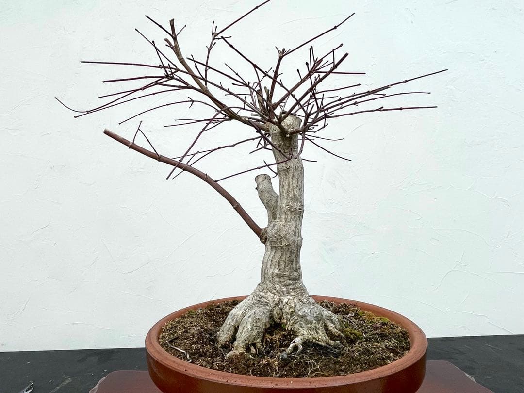 三河盆栽　デショウジョウ　出猩々　人気品種　赤系紅葉　モミジ　紅葉　根張り　素材