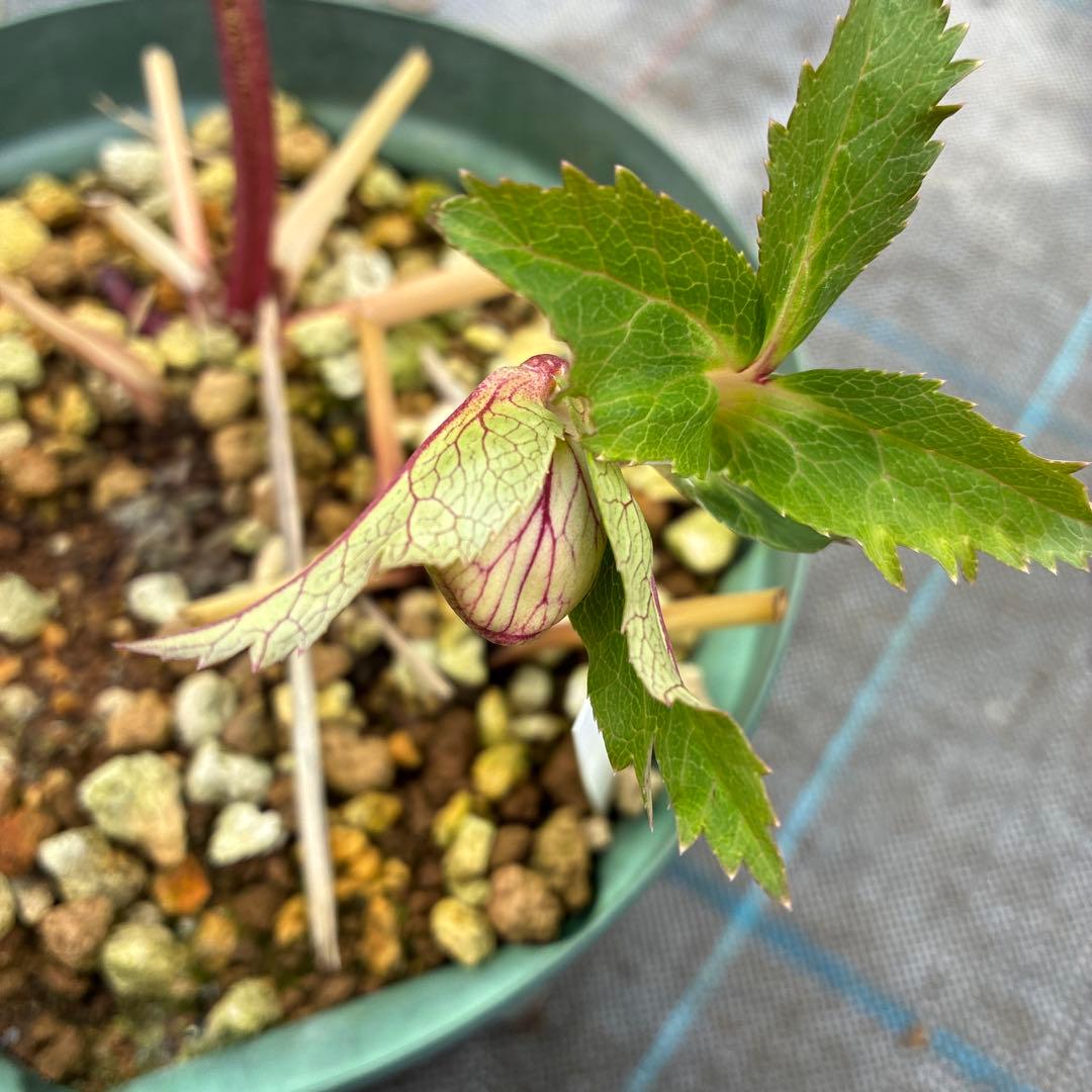 クリスマスローズ　ゴールド　加藤農園　６寸 開花途中