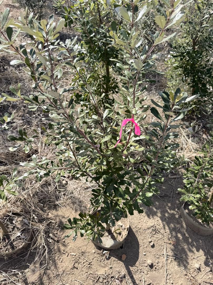 チーズ　 コーストバンクシア①