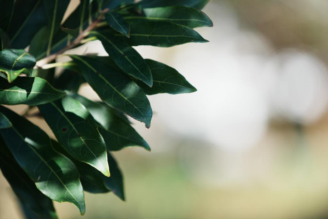 【軽い】美品 SONY SEL70200G ソニー望遠Gレンズ 三脚座完備