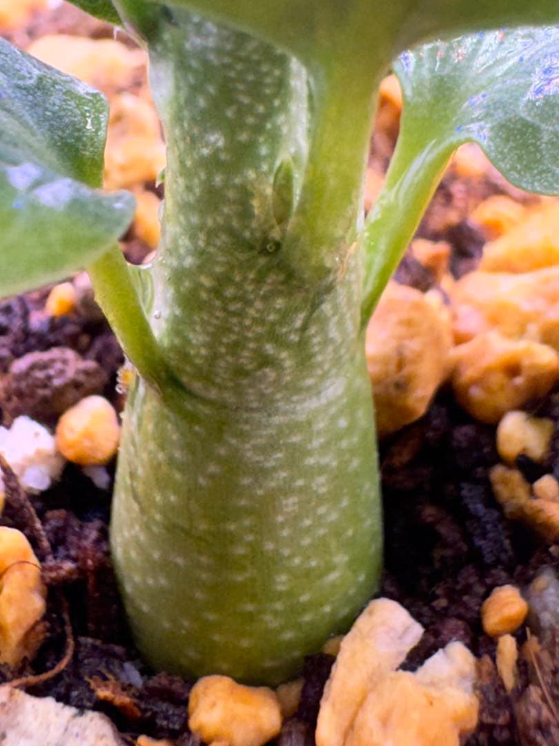 アデニアペチュエリー 塊根植物 観葉植物 実生