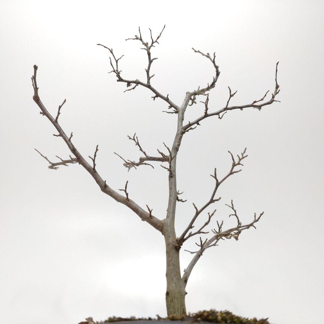 寒樹エゴノキ盆栽 SS015