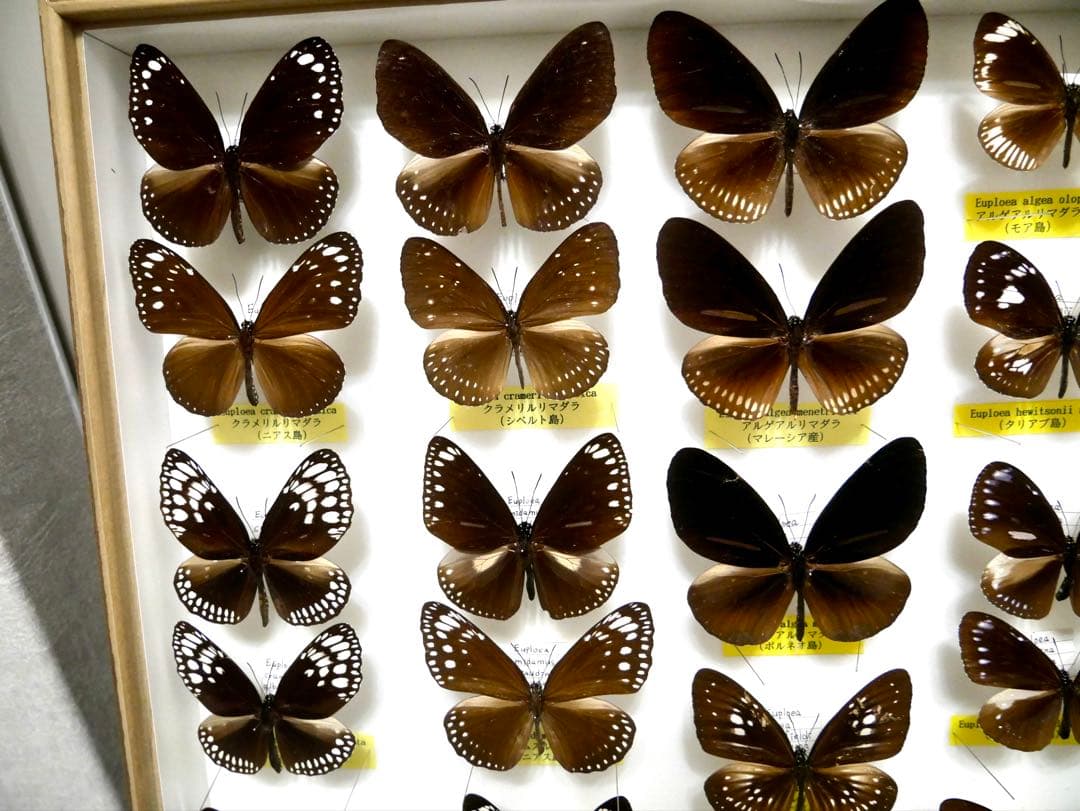 蝶標本 リルマダラ各種 世界産地別コレクション 研究用大型ドイツ箱