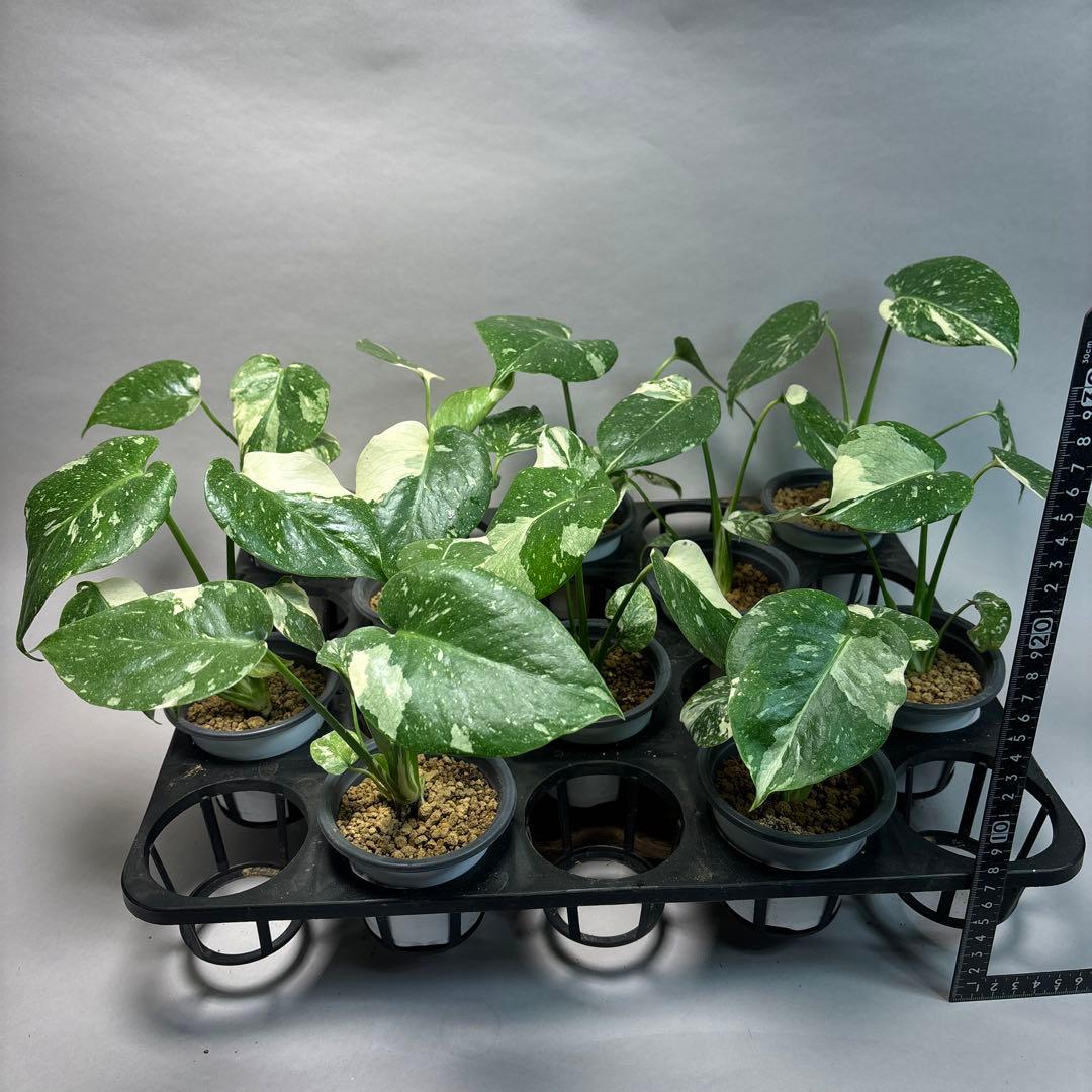 a*i様 10株セットms18【特別選抜】モンステラ・タイコンステレーション 斑