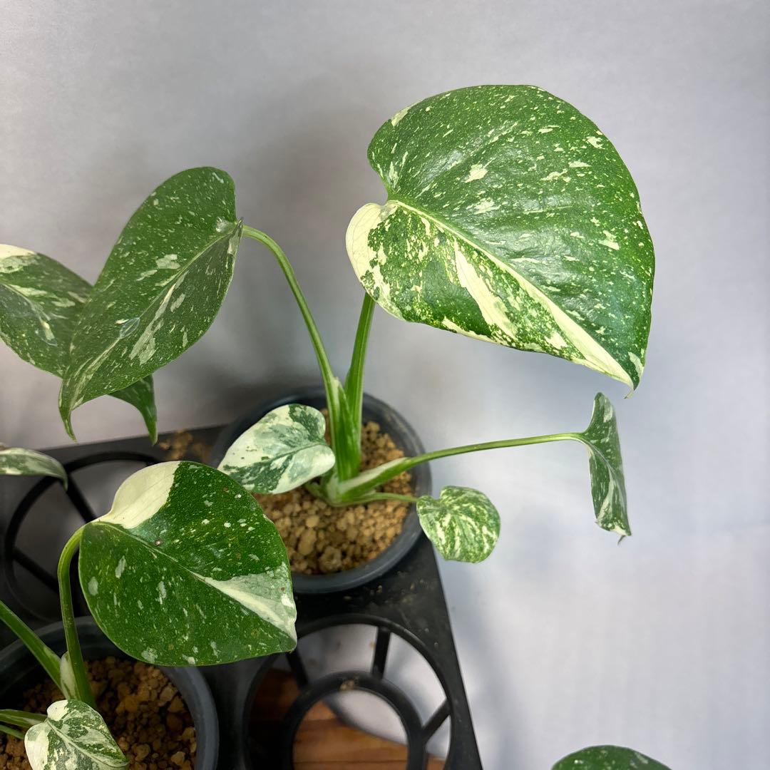 a*i様 10株セットms18【特別選抜】モンステラ・タイコンステレーション 斑