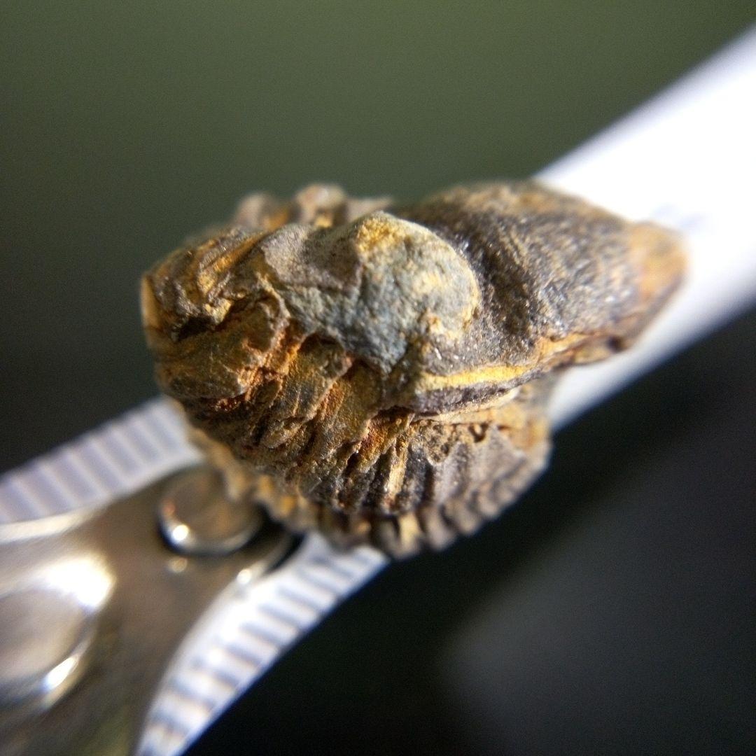 三葉虫　化石　fossil　ボリビア産　trilobite　海生動物個体①