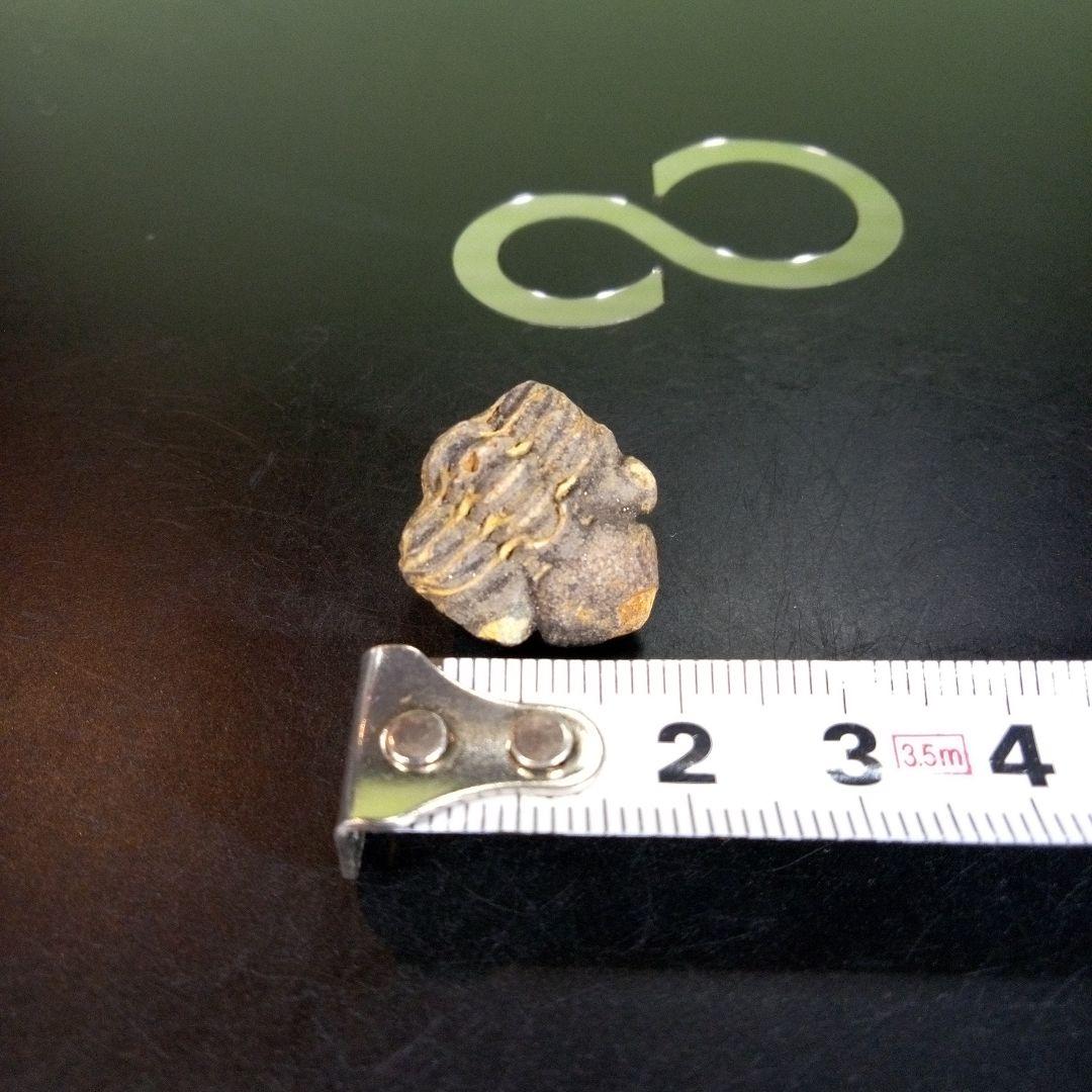 三葉虫　化石　fossil　ボリビア産　trilobite　海生動物個体①