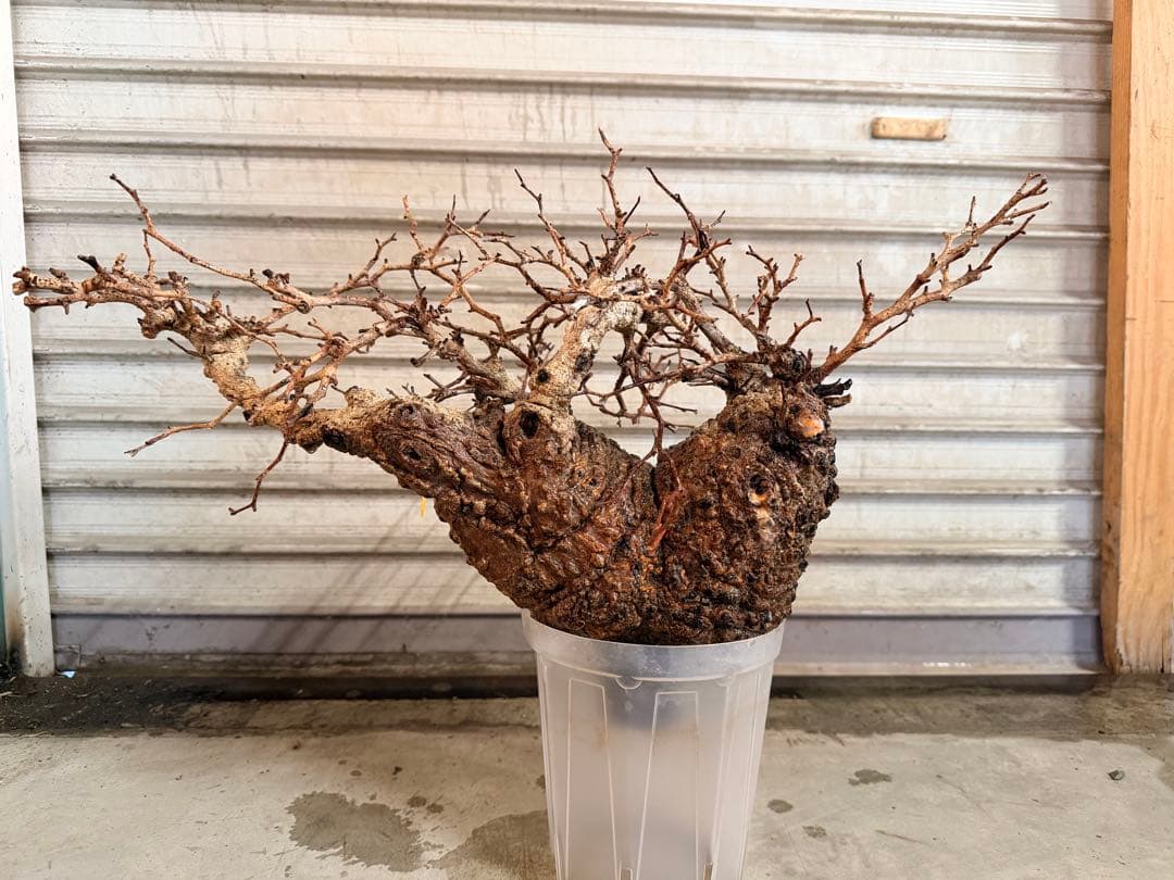 k*@様 オペルクリカリアパキプス ベアルート 発根管理中