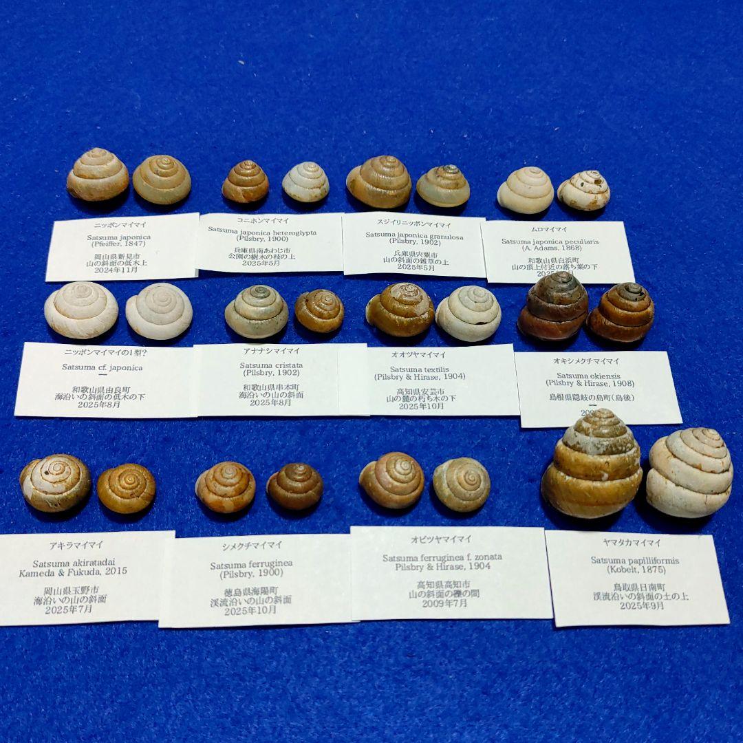 ニッポンマイマイ　カタツムリ　マイマイ　貝殻　標本