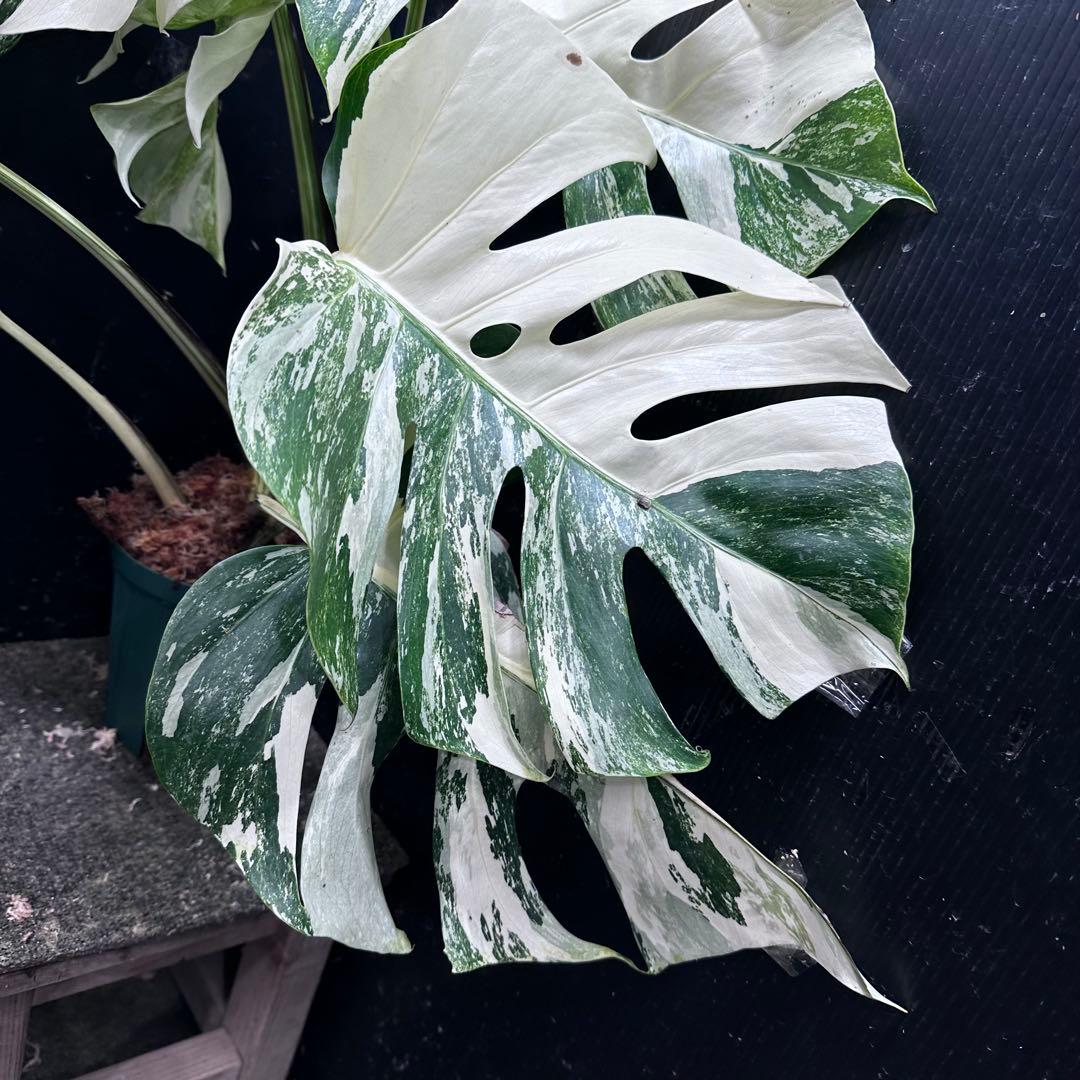 N*A様 斑入りモンステラ ホワイトタイガー極美大株73cm白斑多