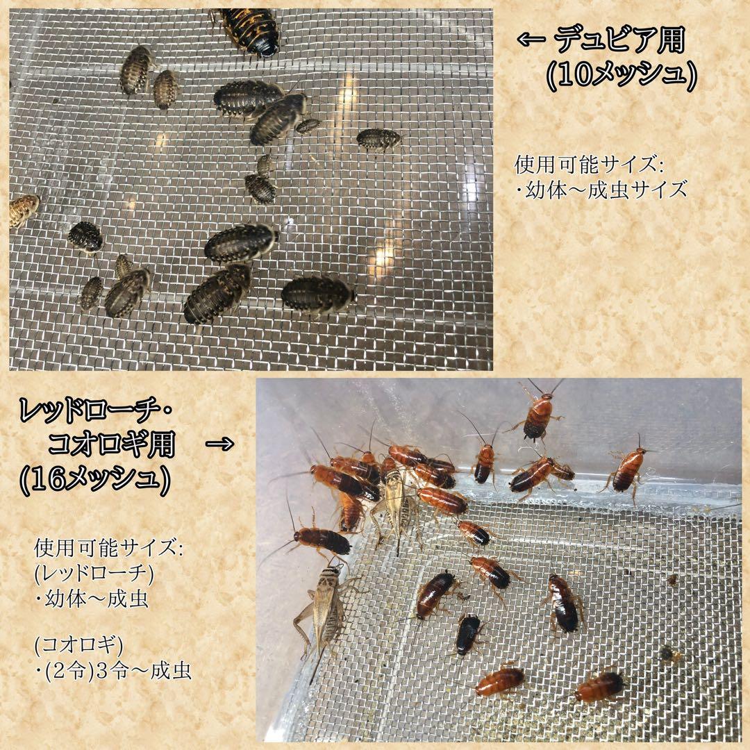 遊戯王初期お宝売ります様　S(フル)