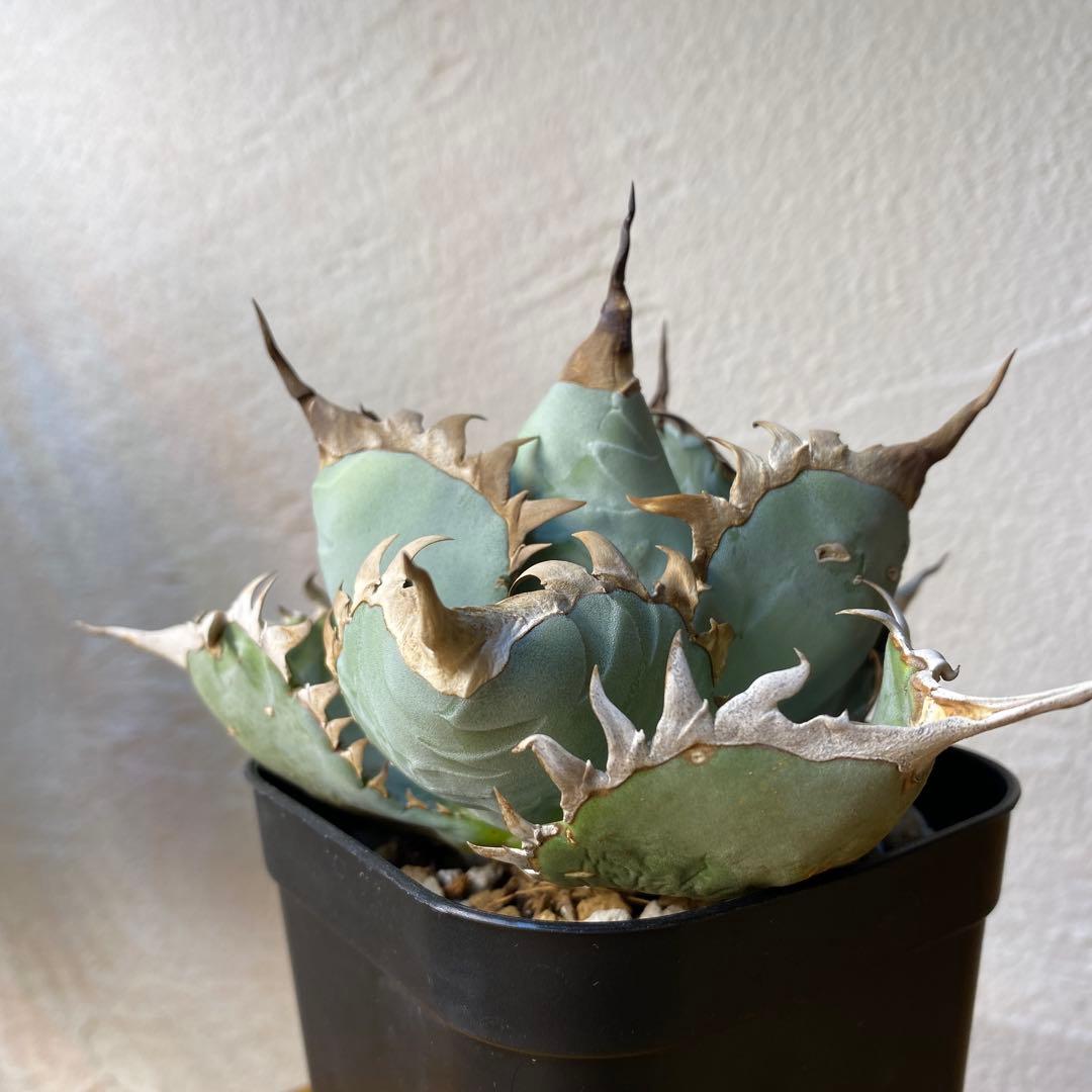 アガベ　チタノタ　ビースト