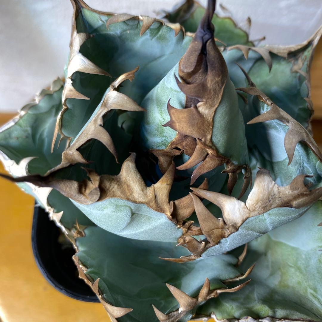 アガベ　チタノタ　ビースト