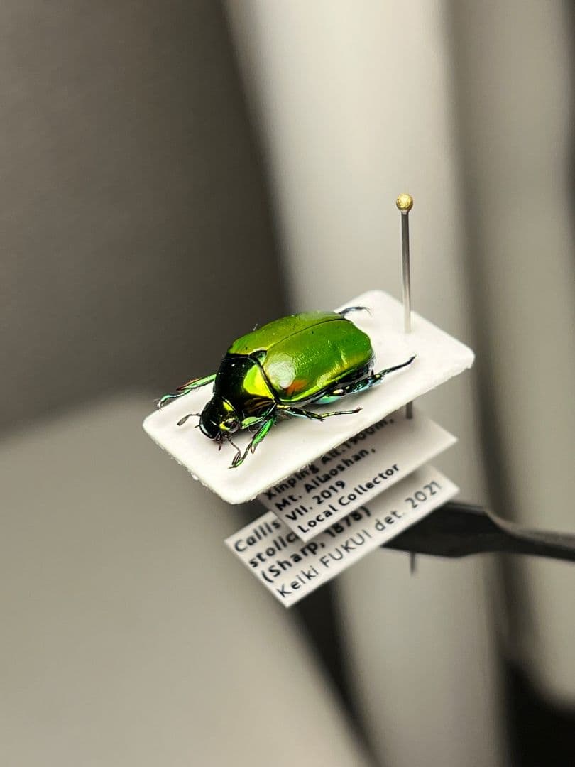 【極美展足】スジコガネの一種　標本 福井敬貴作品 真作 プラチナコガネ
