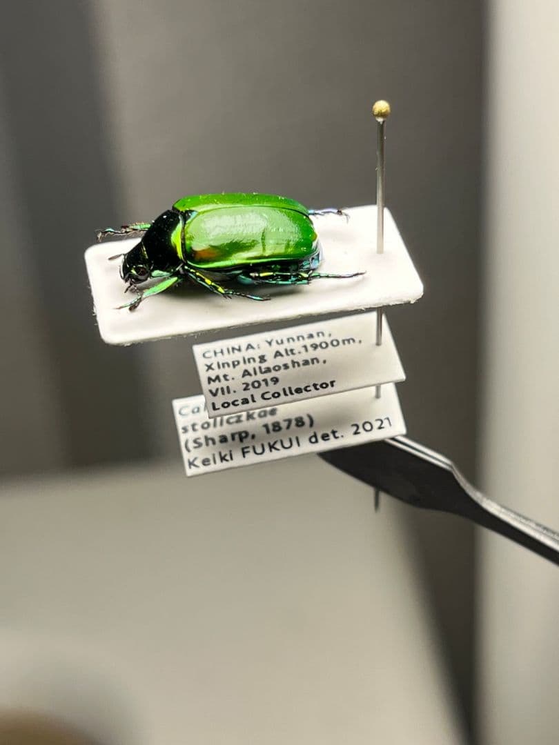 【極美展足】スジコガネの一種　標本 福井敬貴作品 真作 プラチナコガネ