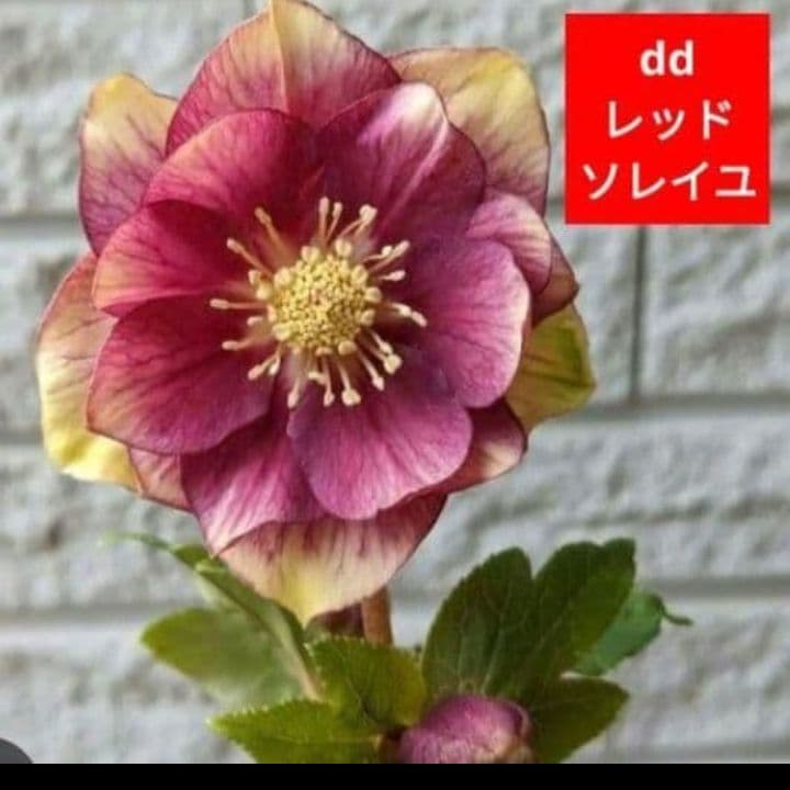 クリスマスローズ　dd 斑入りソレイユ ddレッドソレイユ　計3株　苗　鉢　バラ
