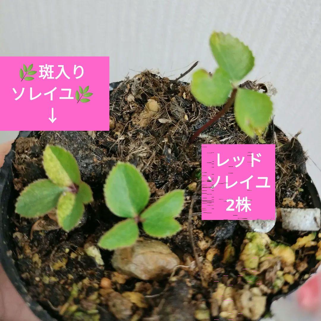 クリスマスローズ　dd 斑入りソレイユ ddレッドソレイユ　計3株　苗　鉢　バラ