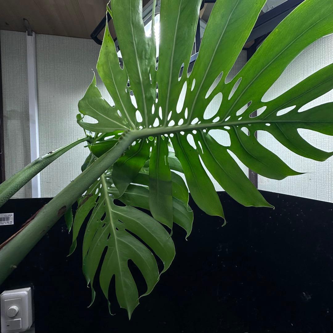 モンステラデリシオーサマクロコズム超希少系統鉢植え65㎝