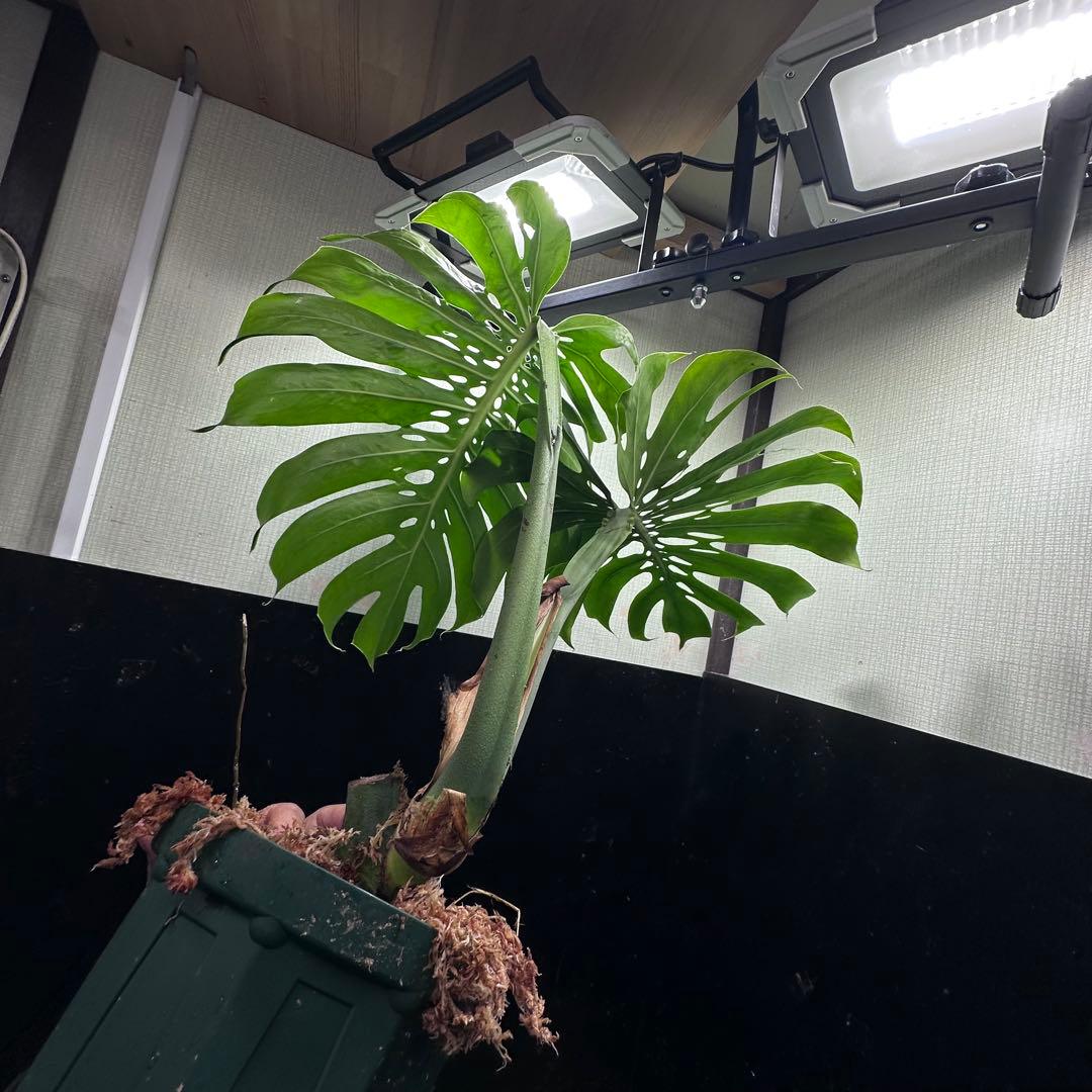 モンステラデリシオーサマクロコズム超希少系統鉢植え65㎝