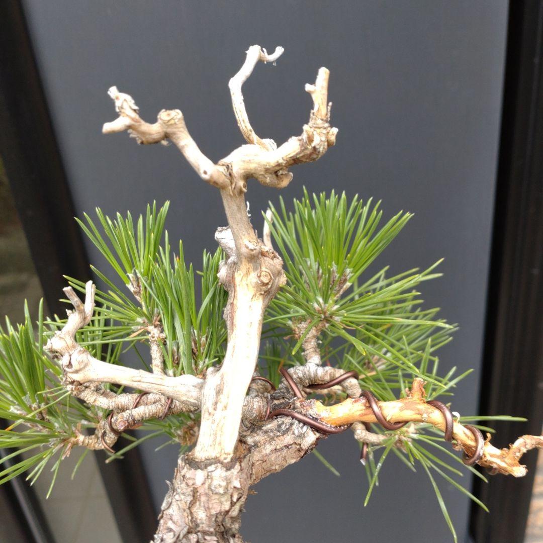 黒松 小品 盆栽 素材