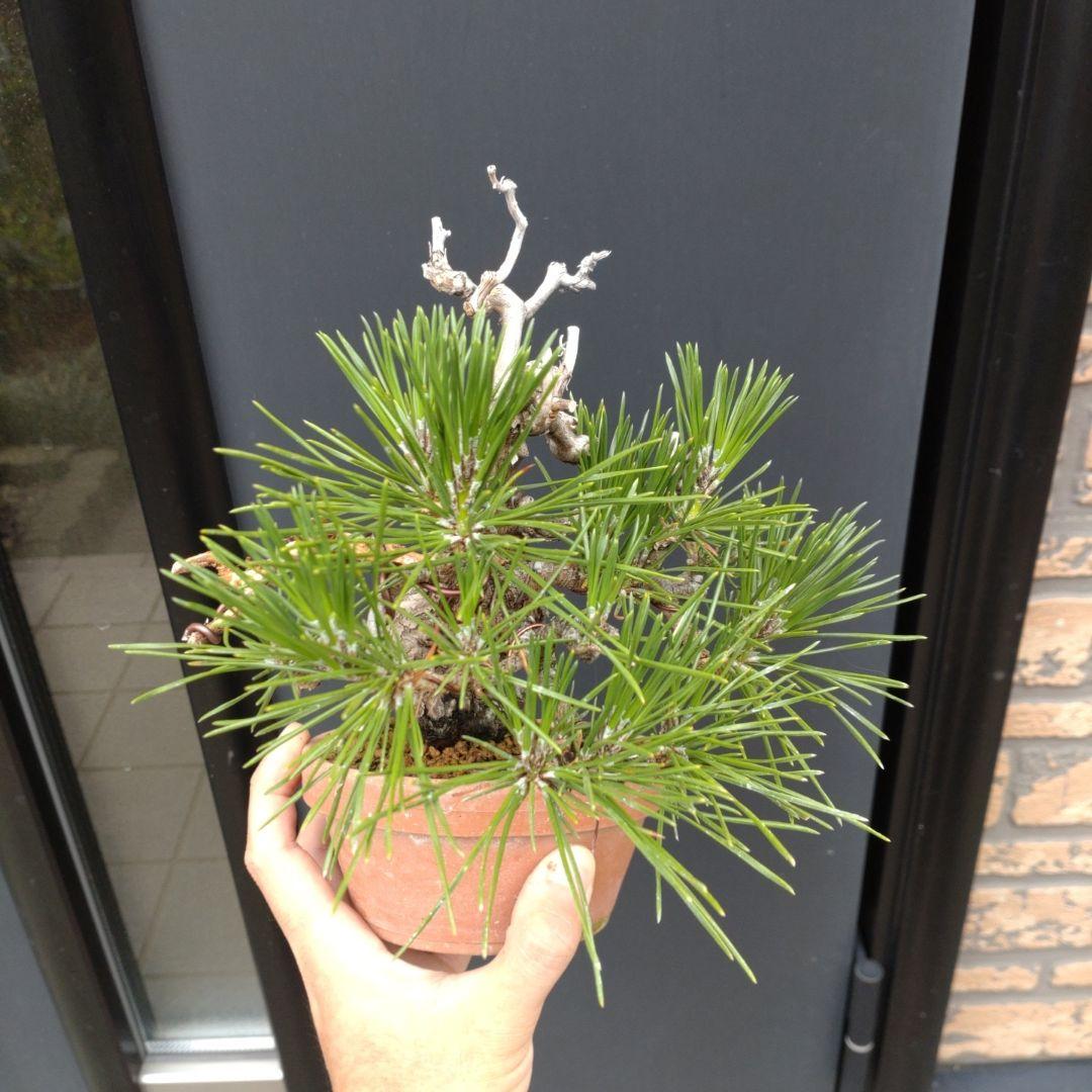 黒松 小品 盆栽 素材