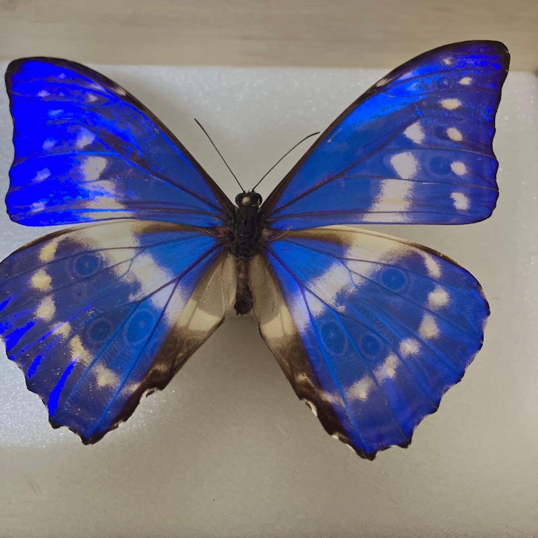 キプリスモルフォ♂