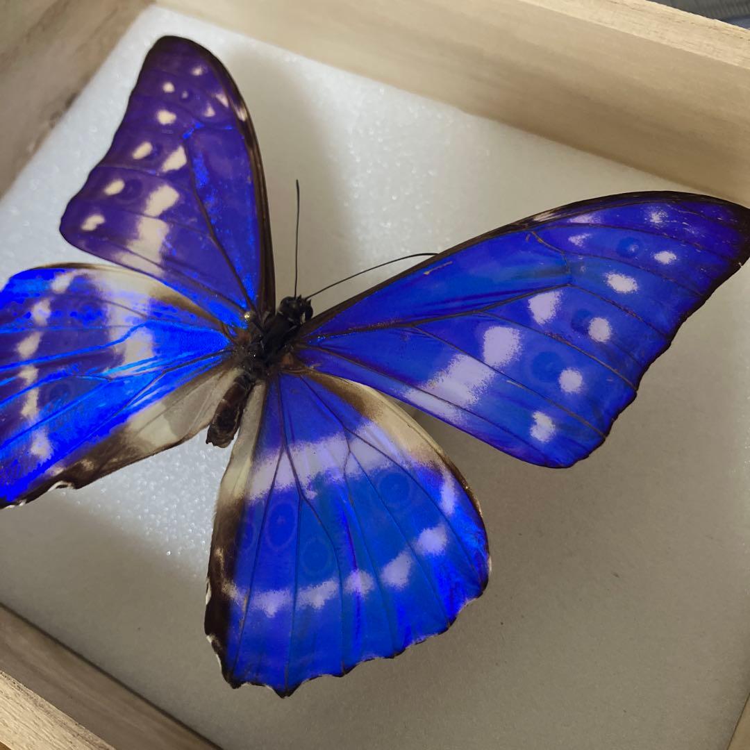 キプリスモルフォ♂