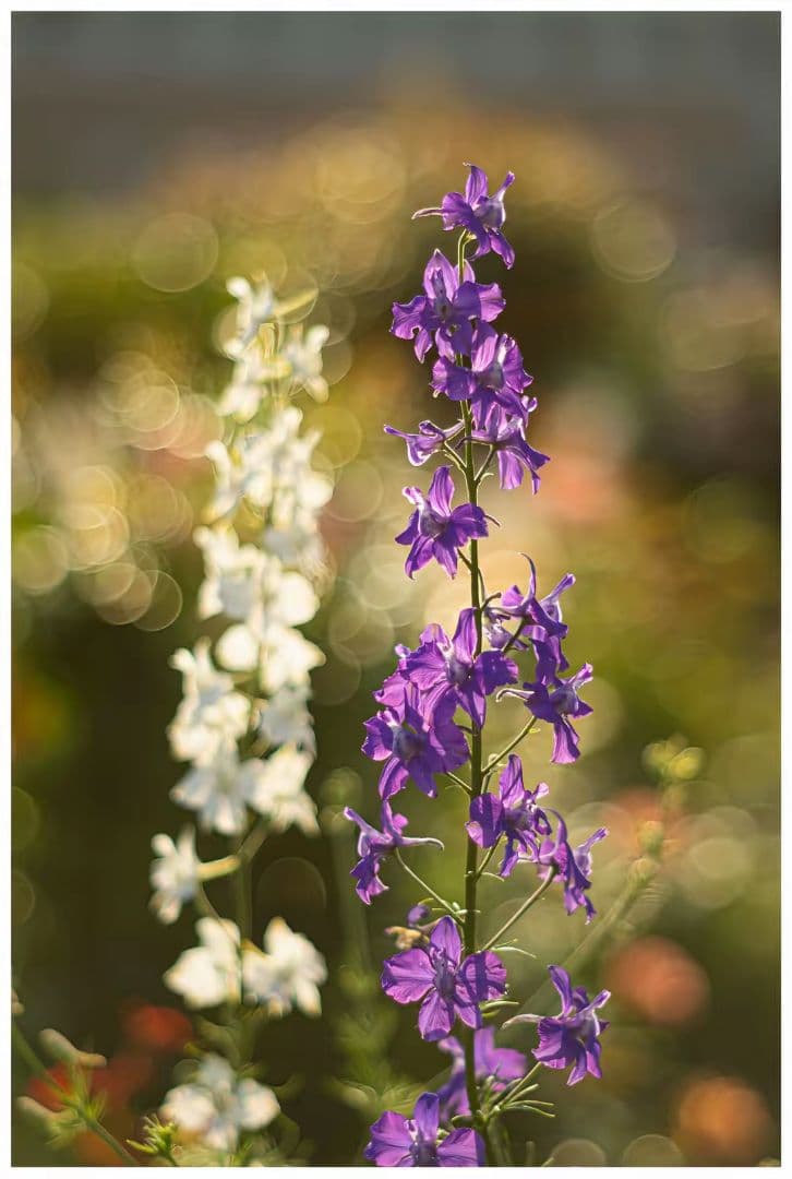 (美品) Supper Takumar 55mm f/1.8( M42マウント)